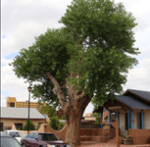 1 Poplar (Cottonwood)