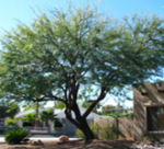 12 Mesquite (Chilean Thornless Hybrid)