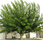 15 Mulberry (Fruitless)