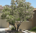 16 Desert Willow