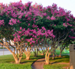 18 Crape Myrtle