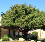 6 Pepper (California)