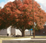 8 Pistache (Chinese)